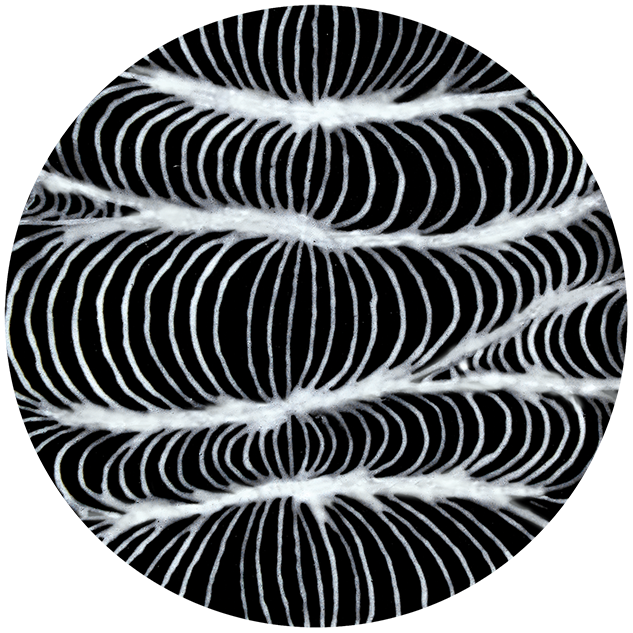 Designer Liner White