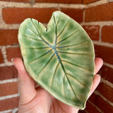 Leaf Impression Dishes | Cindy Walker Davidson